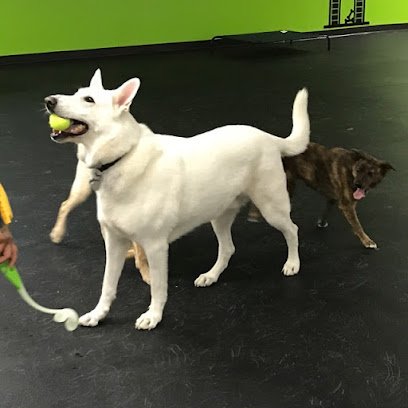 Pawz Play N Stay