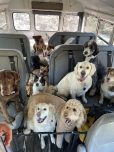 Lucky Dog Adventures
