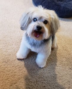BarkZone Dog Daycare, Grooming & Boarding