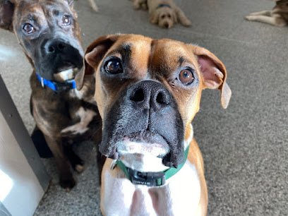 Buster & Lilly’s Doggie Daycare & Boarding