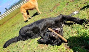 Tall Oaks Dog Resort LLC
