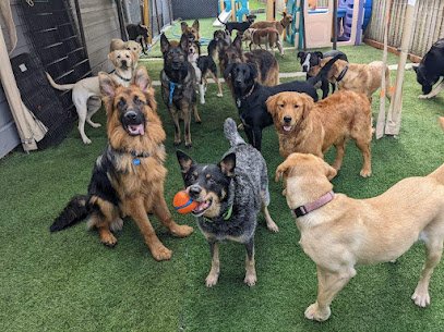 Safe & Hound Doggy Daycare West Linn
