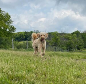 Canine Country Quarters