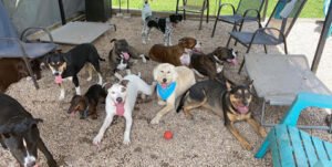 Miss Drew‚Äôs Doggy Daycare