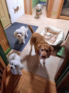 Debbie’s Doggie Den