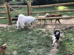 KSQ Dog Ranch