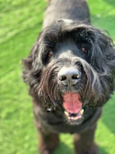 Happy Paws Pet Lounge
