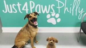 Just4Paws