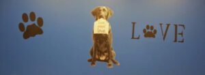 Little White Dog Doggie Daycare