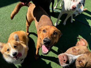 BarkPark West