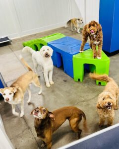Hounds Town – Pittsburgh – Brentwood