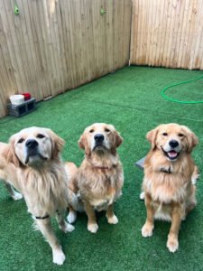 Wag Watch