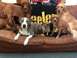 Etta’s Blvd Dog Daycare