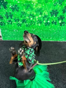 See Spot Run Doggie Daycare