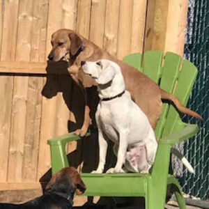 West Chester Canine Club
