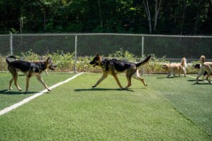 Lucky Dawgs