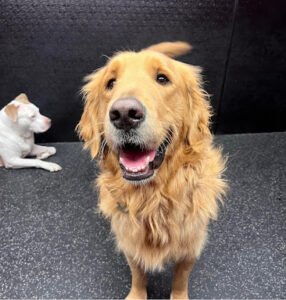 The Dog Alley