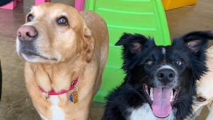 Playful Pooch Doggie Daycare