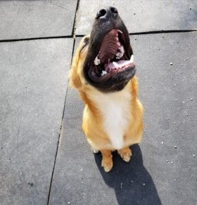 Playful Paws