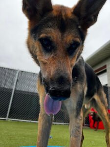 Blue Ribbon Dog Academy