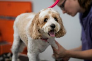 The Dog Stop – Wexford, PA (Pittsburgh North)