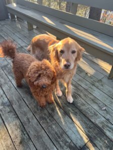 Dog Valley Daycare & Grooming