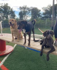 Diggity Dawg Daycare