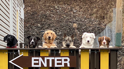 Chubby Puppy Daycare