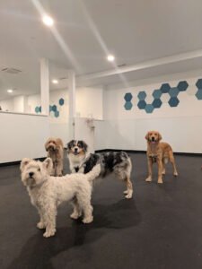 Club Fetch