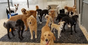 Paws@Play Dog Daycare