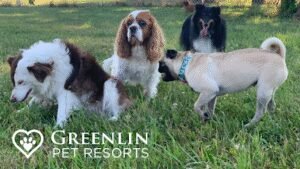 Greenlin Pet Resorts – Harrisburg