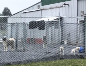 D.O.G.‚ÄôS Lodging & Little Paws Daycare