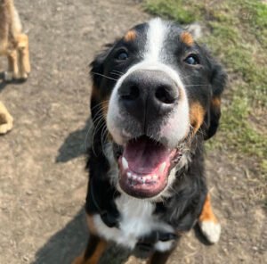 Happy Tayls Dog Daycare + Boarding