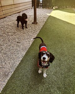 Z Dog Daycare