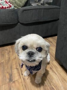Cole’s Kennel and Grooming