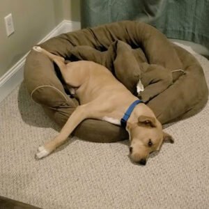 WagMore Next Door Doggie Day Camp
