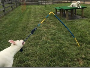 Happy Tails Day Camp