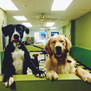 Dog School