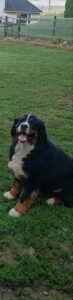 Bernese Mountain Dogs
