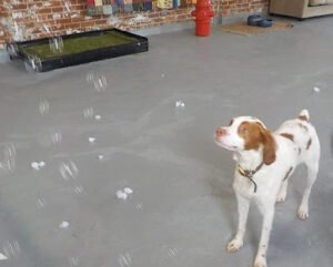 Grandma’s Dog Daycare