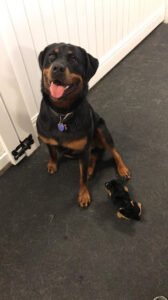 Buddy’s Pet Resort