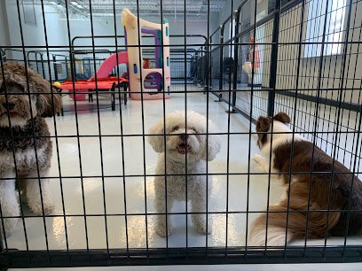 Crate Escapes Dog Day Care