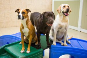 Hounds Town – Philadelphia – Narberth