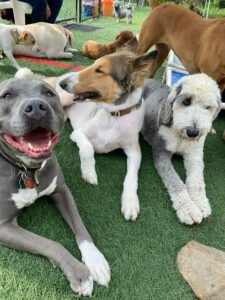 My Lucky Dog Daycare