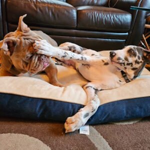 The Dog House