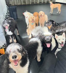Metropet Dog Center