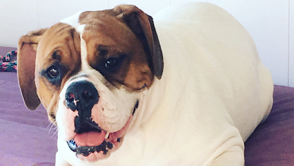 Crate Escape Pet Care & Training