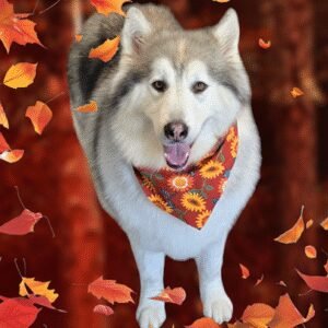 Bluffton Petcare