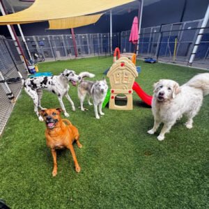 Fur Babies Pet Resort