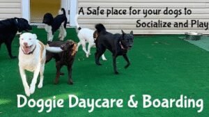 The Bark Park – Doggie Daycare ‚Ä¢ Boarding ‚Ä¢ Grooming